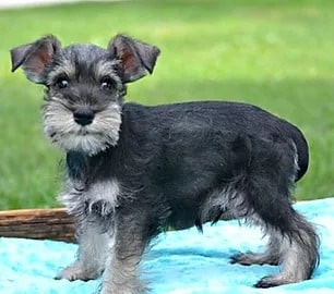 liver and white miniature schnauzers