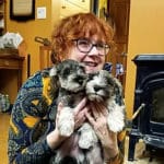 miniature schnauzer puppies