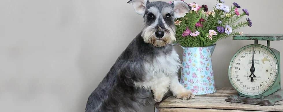 Miniature Schnauzer posed with flowers