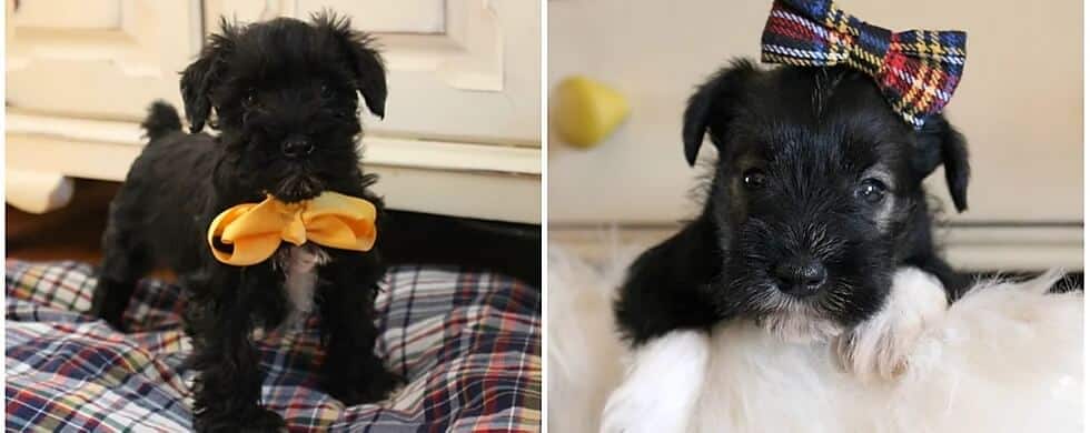 Black Miniature Schnauzer puppies