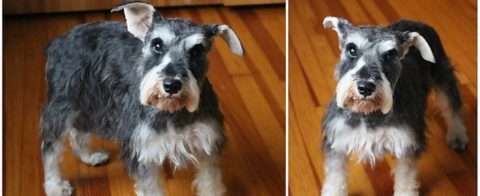 Miniature Schnauzer Puppies - Expert Breeders | Fernweh Schnauzers