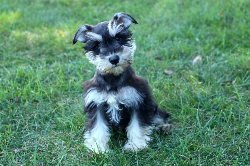 The most important thing for a schnauzer breeder