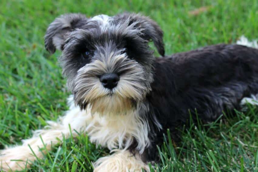Schnauzer breeders and biosecurity