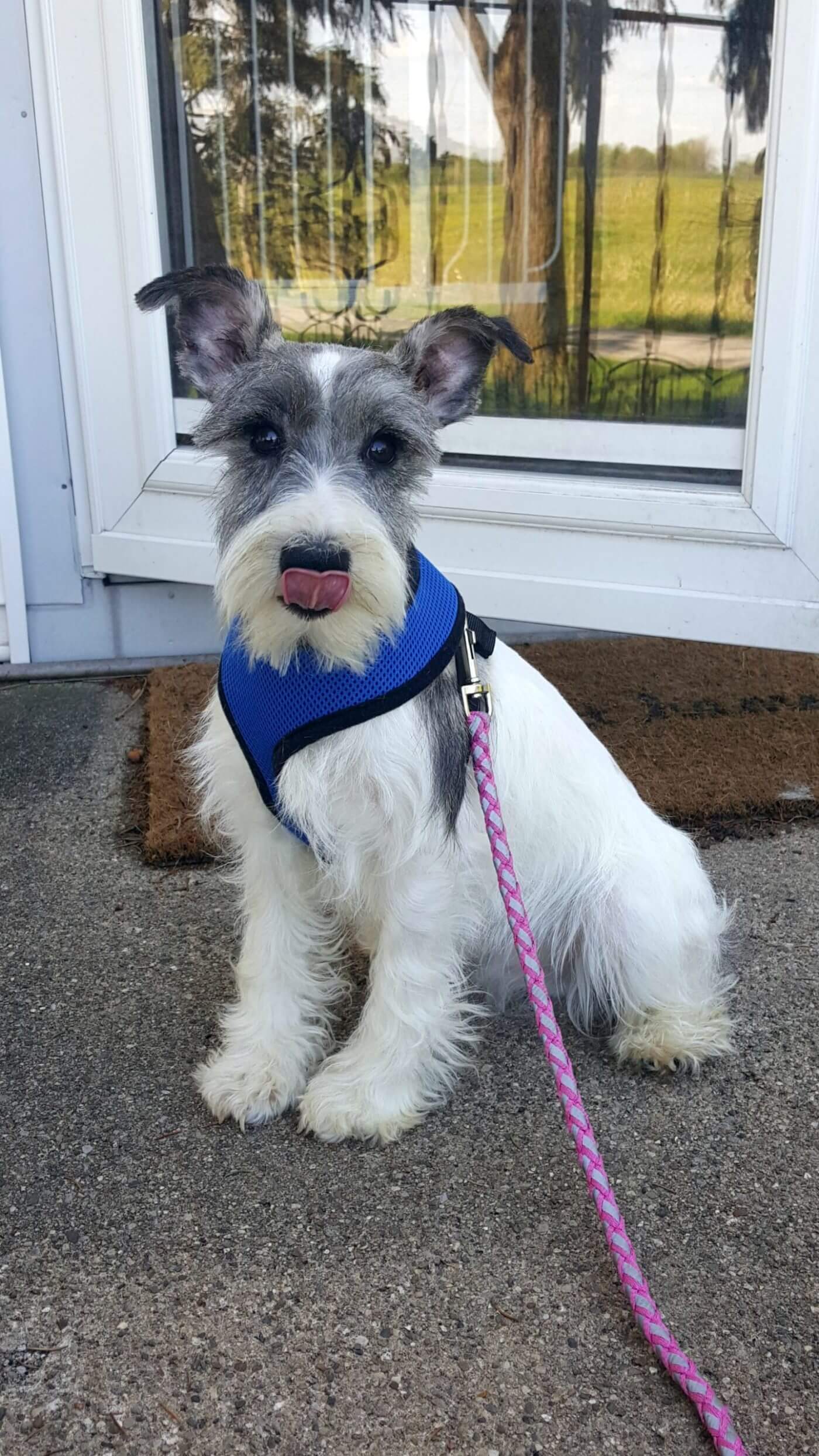 Exercise and your Schnauzer | Fernweh Schnauzers