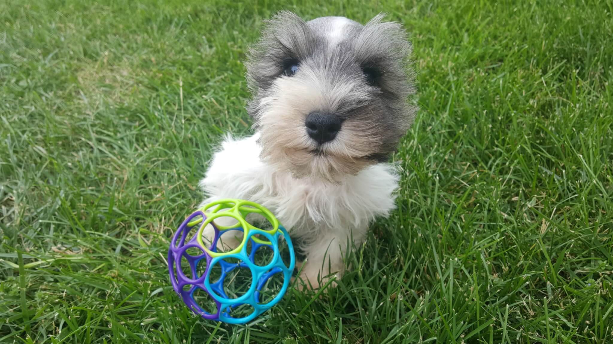 8 Reasons Why You SHOULD NOT Get a Miniature Schnauzer 