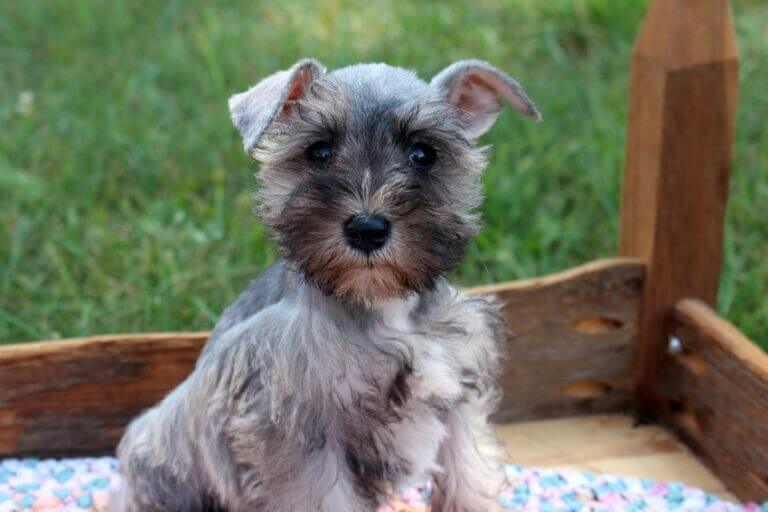 Salt And Pepper Miniature Schnauzer Puppies For Sale 2023