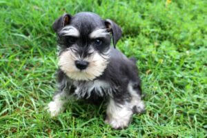 Black and Silver Miniature Schnauzer Puppies for Sale (2023)