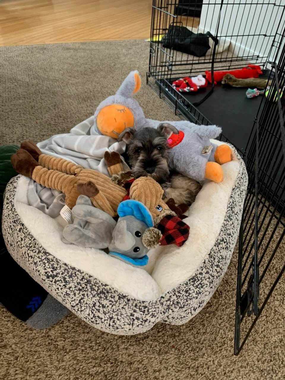 Dog crate for outlet miniature schnauzer