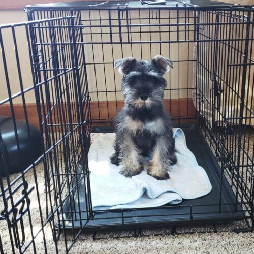 how to find a crate for your Schnauzer