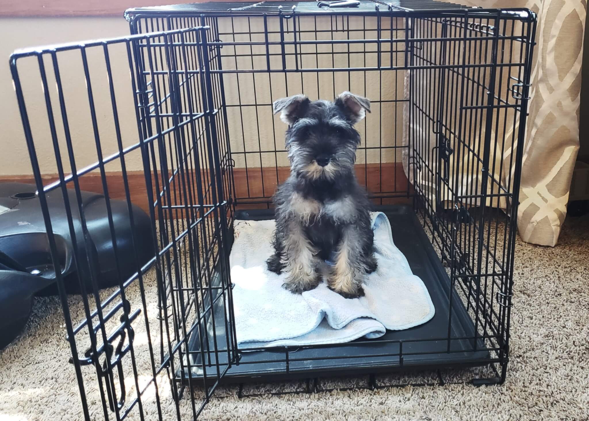 how to find a crate for your Schnauzer