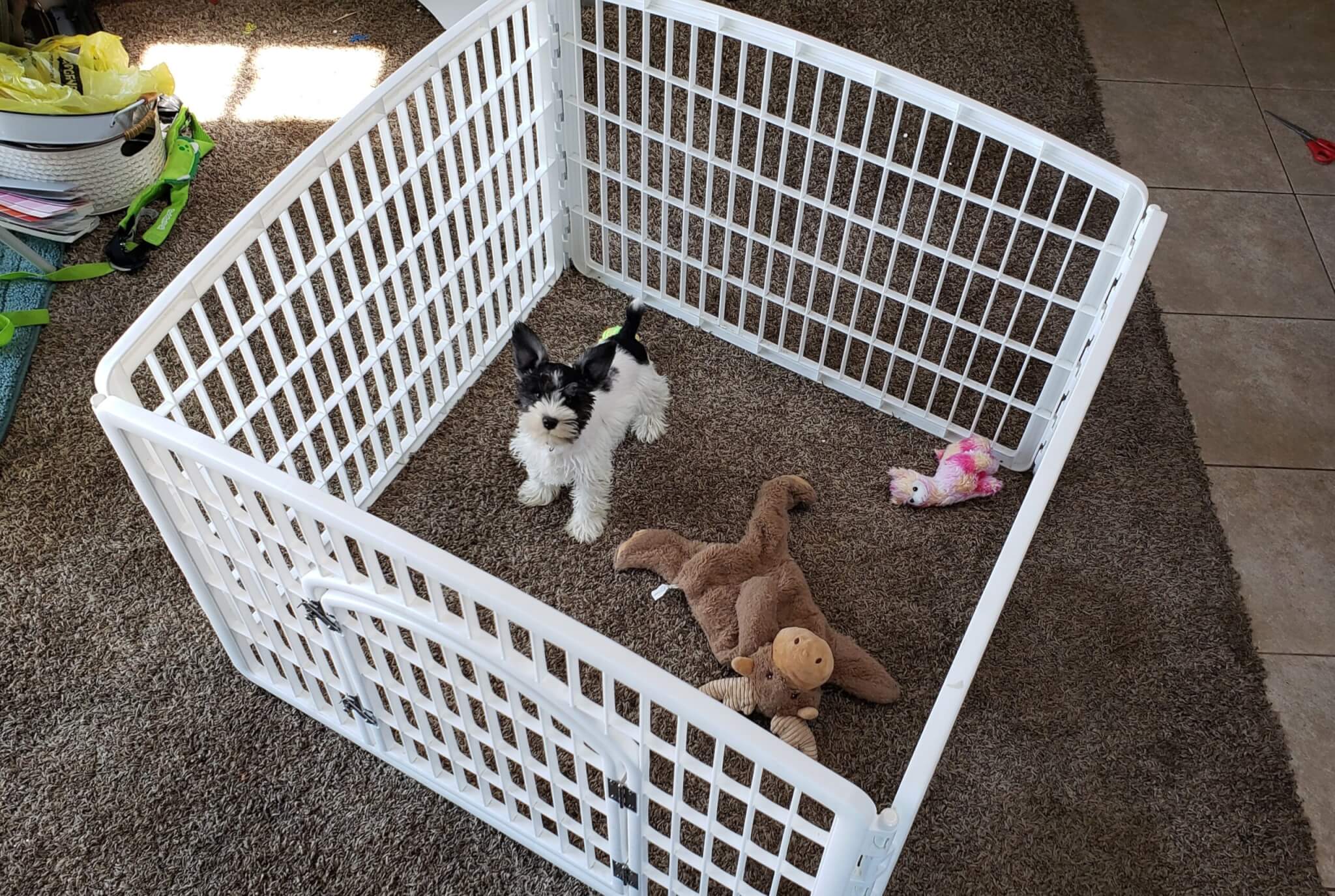 Puppy equipment for Schnauzers