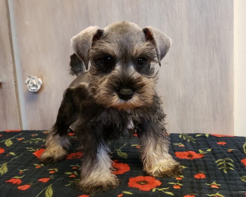 Miniature Schnauzer Puppies for Sale - AKC | Fernweh Schnauzers