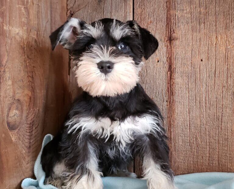 Miniature Schnauzer Puppies for Sale - AKC | Fernweh Schnauzers