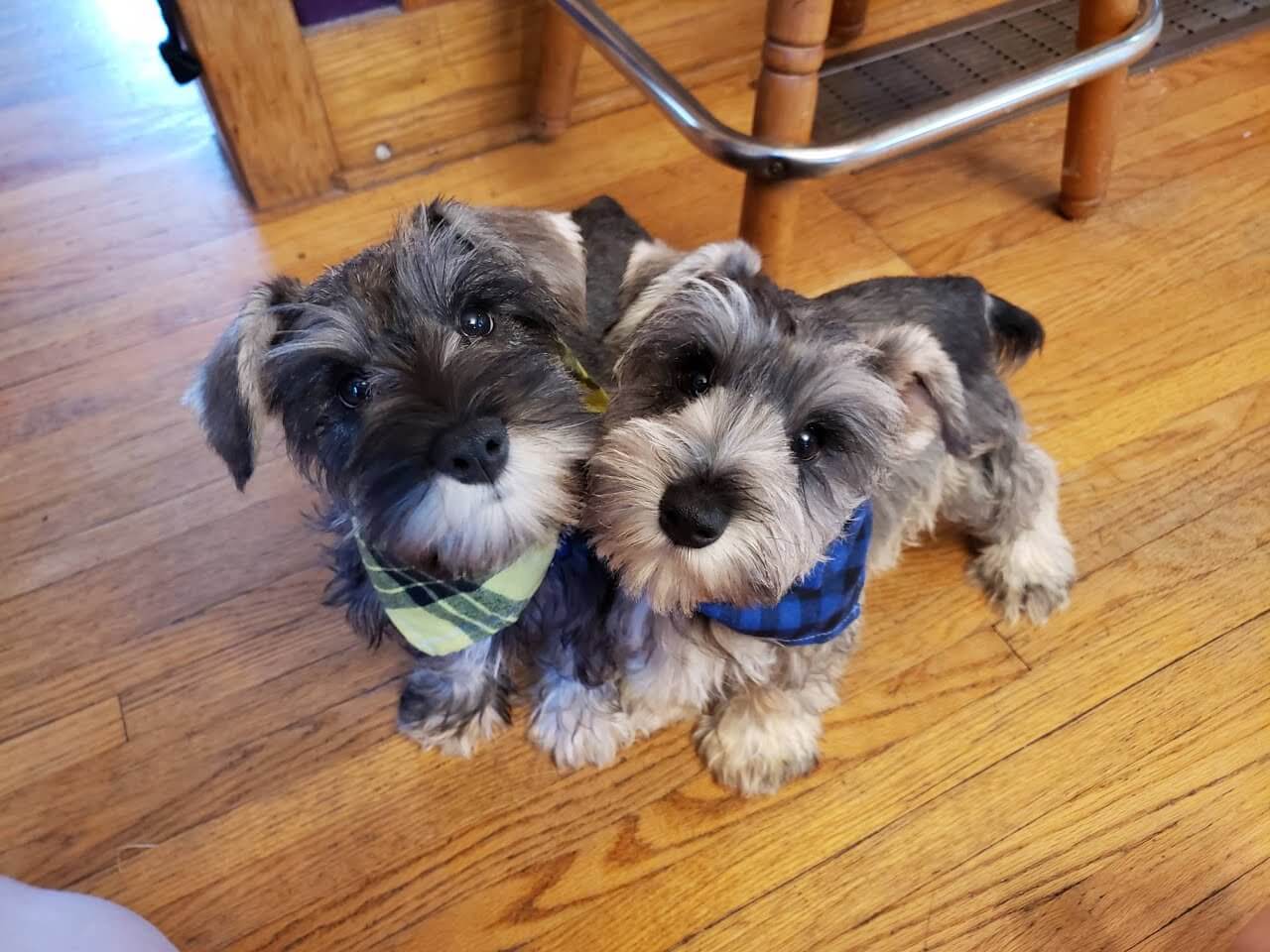 Trained schnauzer best sale for sale