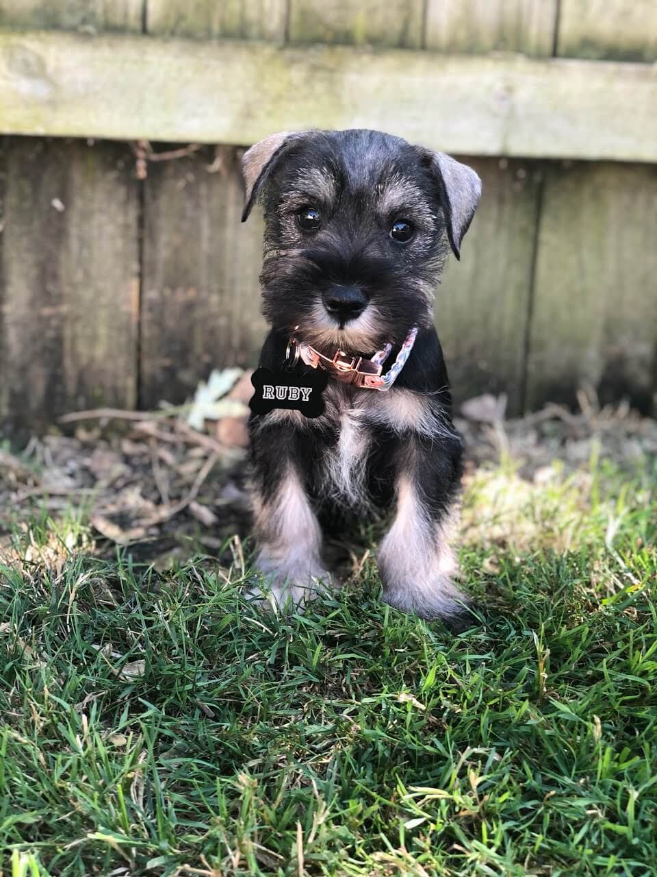 Miniature schnauzer hotsell potty training