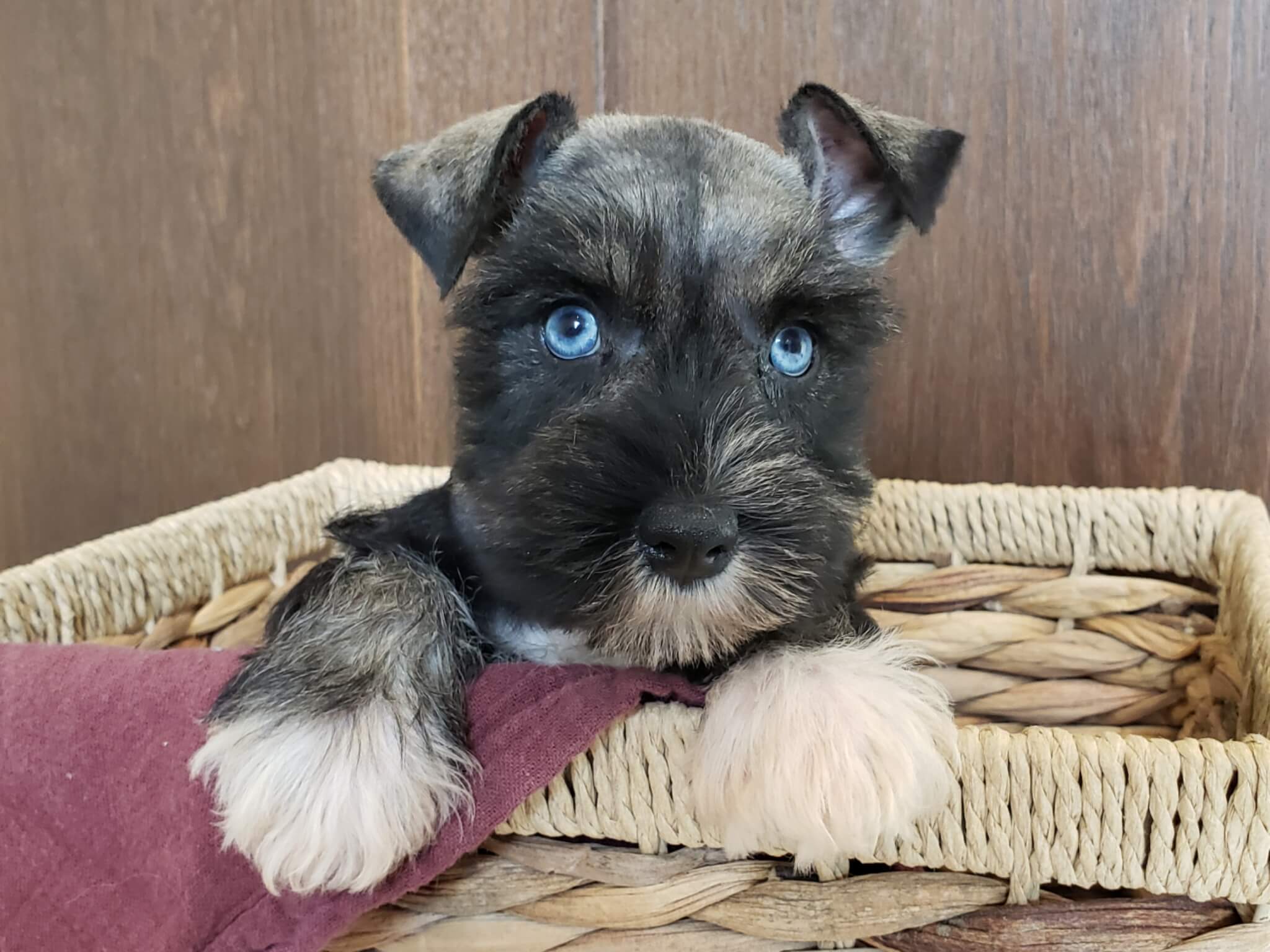 Miniature Schnauzer Puppies for Sale - AKC | Fernweh Schnauzers