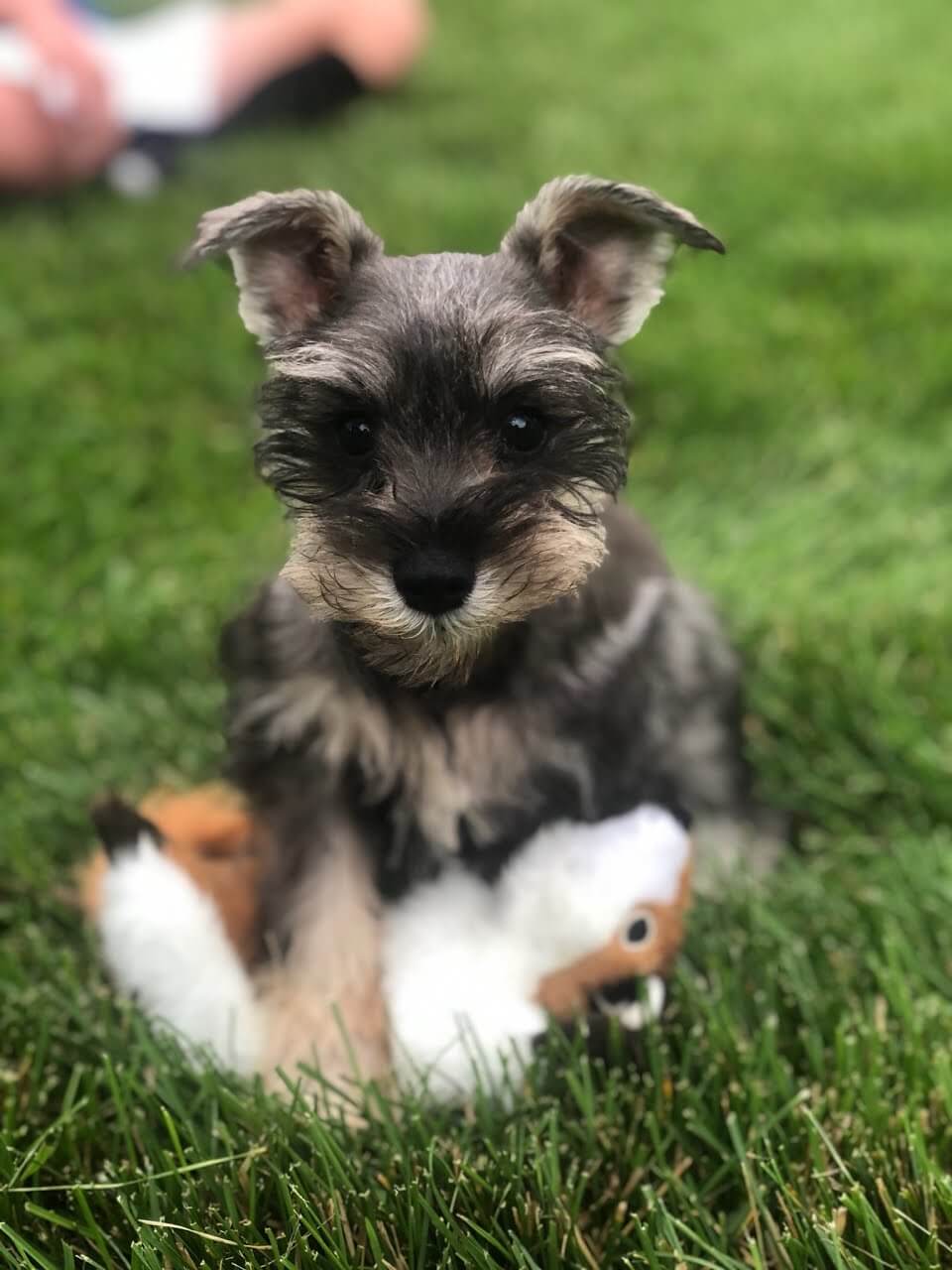 Miniature schnauzer clearance hair