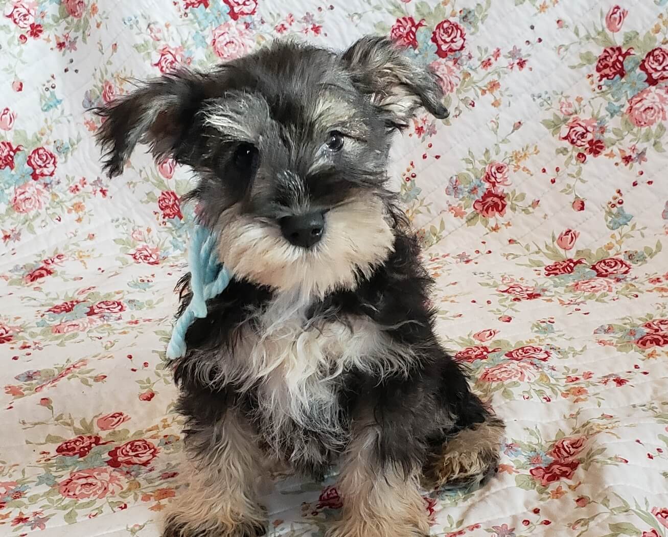 Miniature Schnauzer puppy