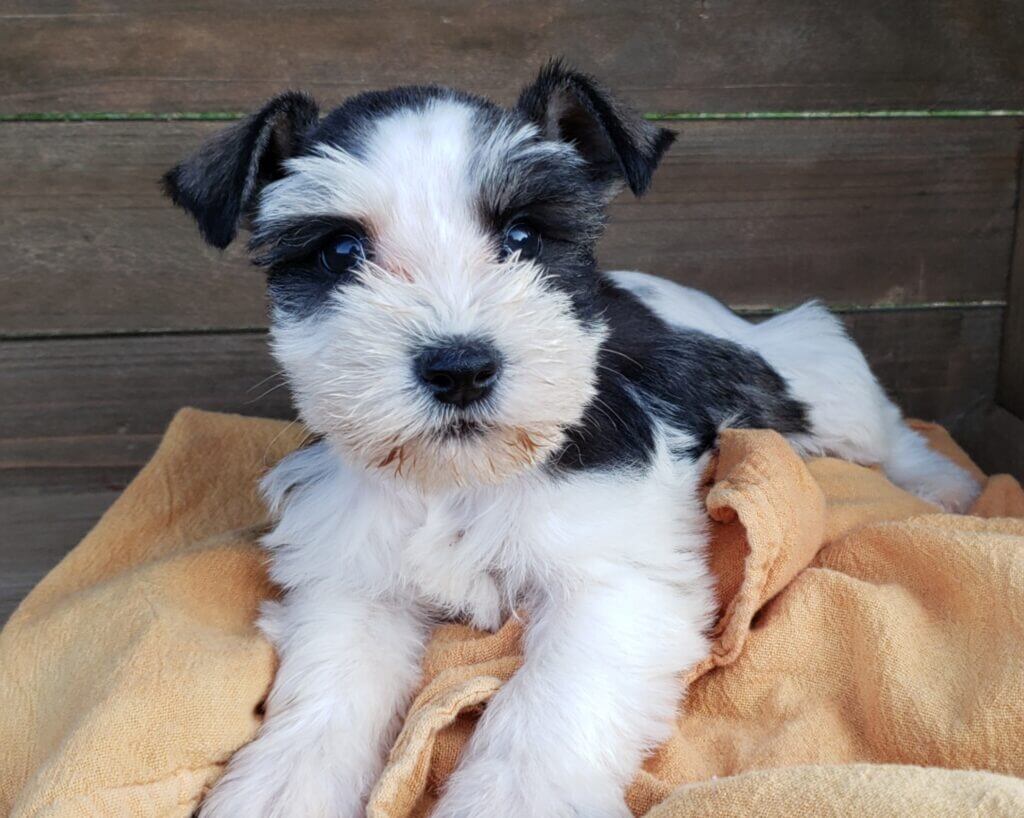 Parti Miniature Schnauzer Puppies for Sale - Top Breeder (2023)