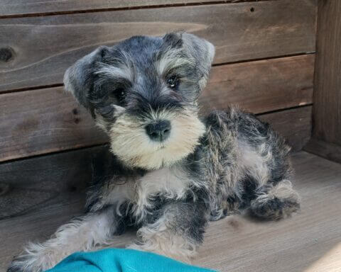 Separation Anxiety: 7 tips to help your Miniature Schnauzer (2023)