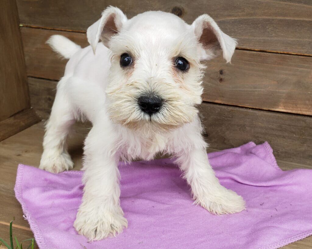 Miniature Schnauzer Puppies for Sale - AKC | Fernweh Schnauzers