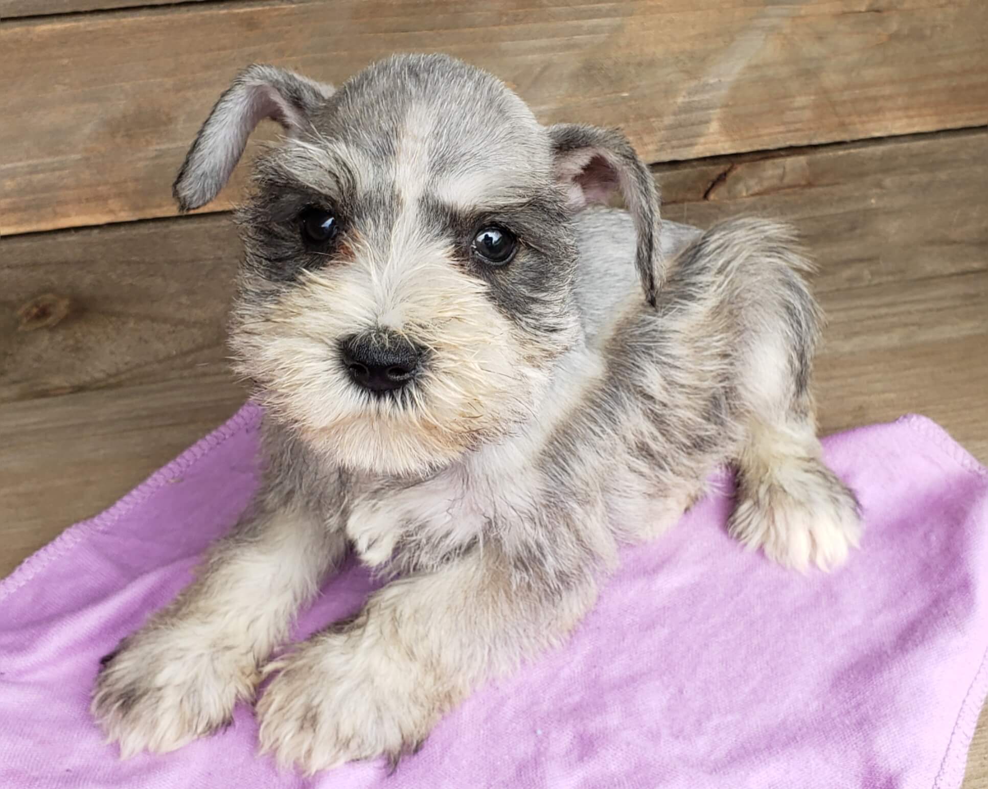 Miniature Schnauzer Puppies for Sale - AKC | Fernweh Schnauzers