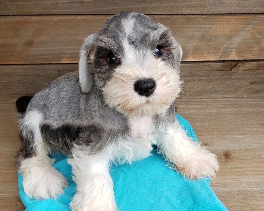 Miniature Schnauzer Puppies for Sale - AKC | Fernweh Schnauzers