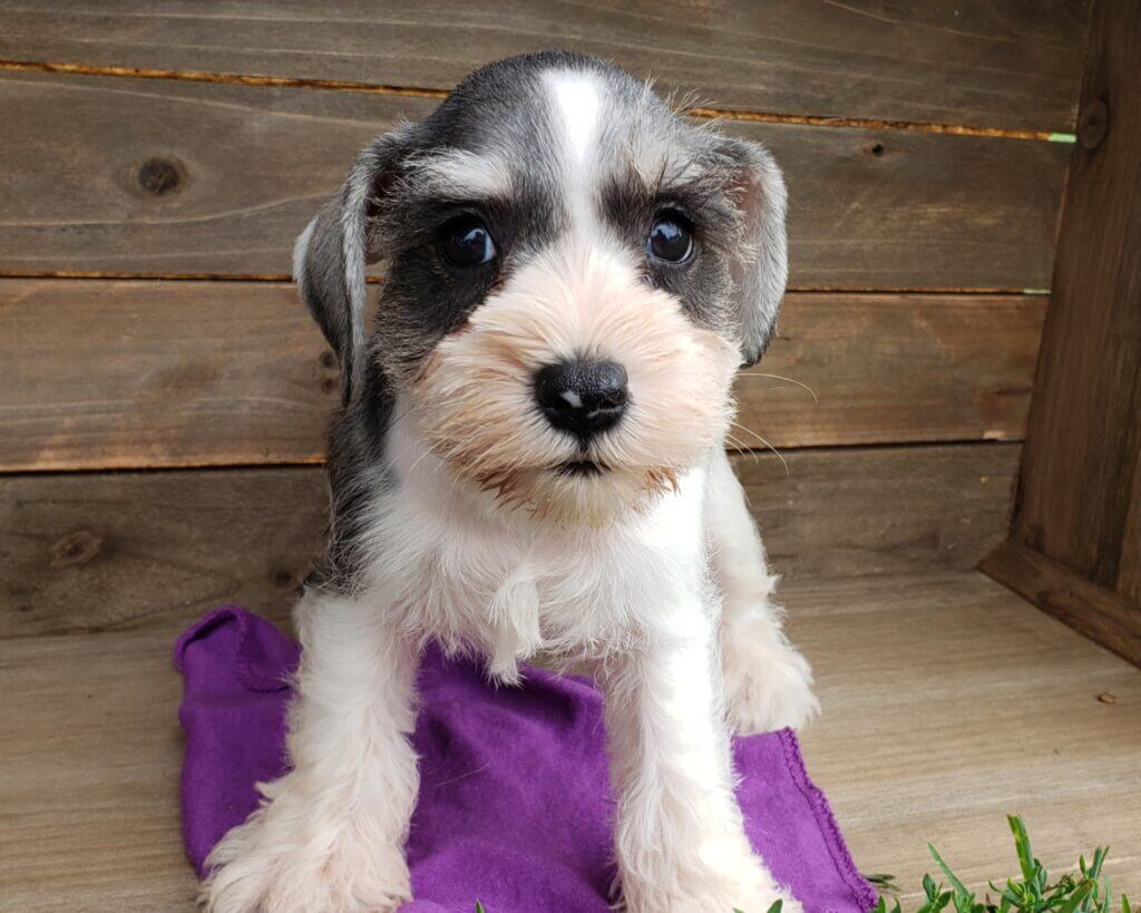 Miniature Schnauzer Puppies for Sale - AKC | Fernweh Schnauzers