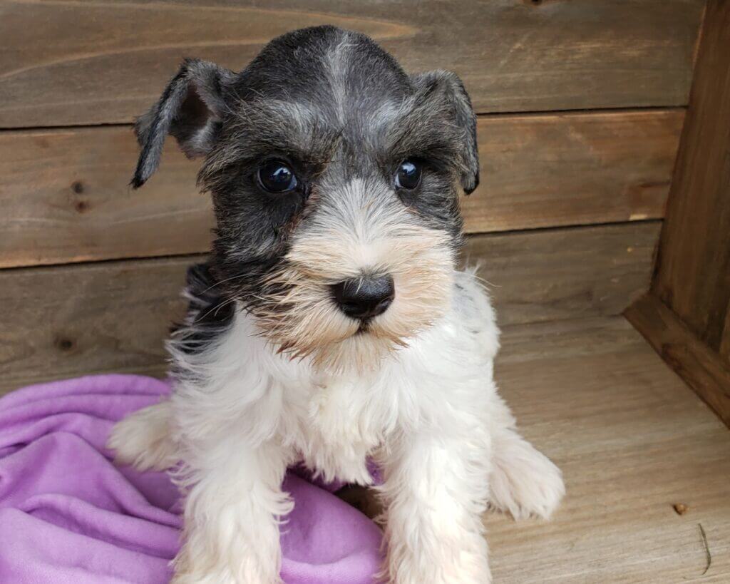 Miniature Schnauzer Puppies for Sale - AKC | Fernweh Schnauzers