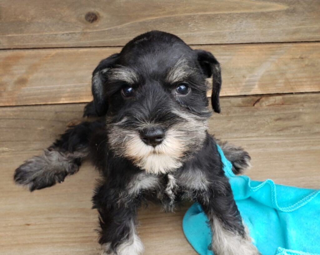 Miniature Schnauzer Puppies For Sale - Akc 