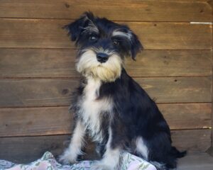 Black and silver store schnauzer for sale