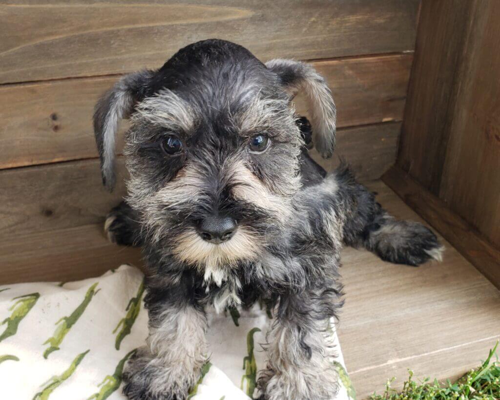 Salt and Pepper Miniature Schnauzer Puppies for Sale (2023)