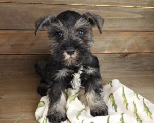 Black and silver miniature store schnauzer puppies for sale