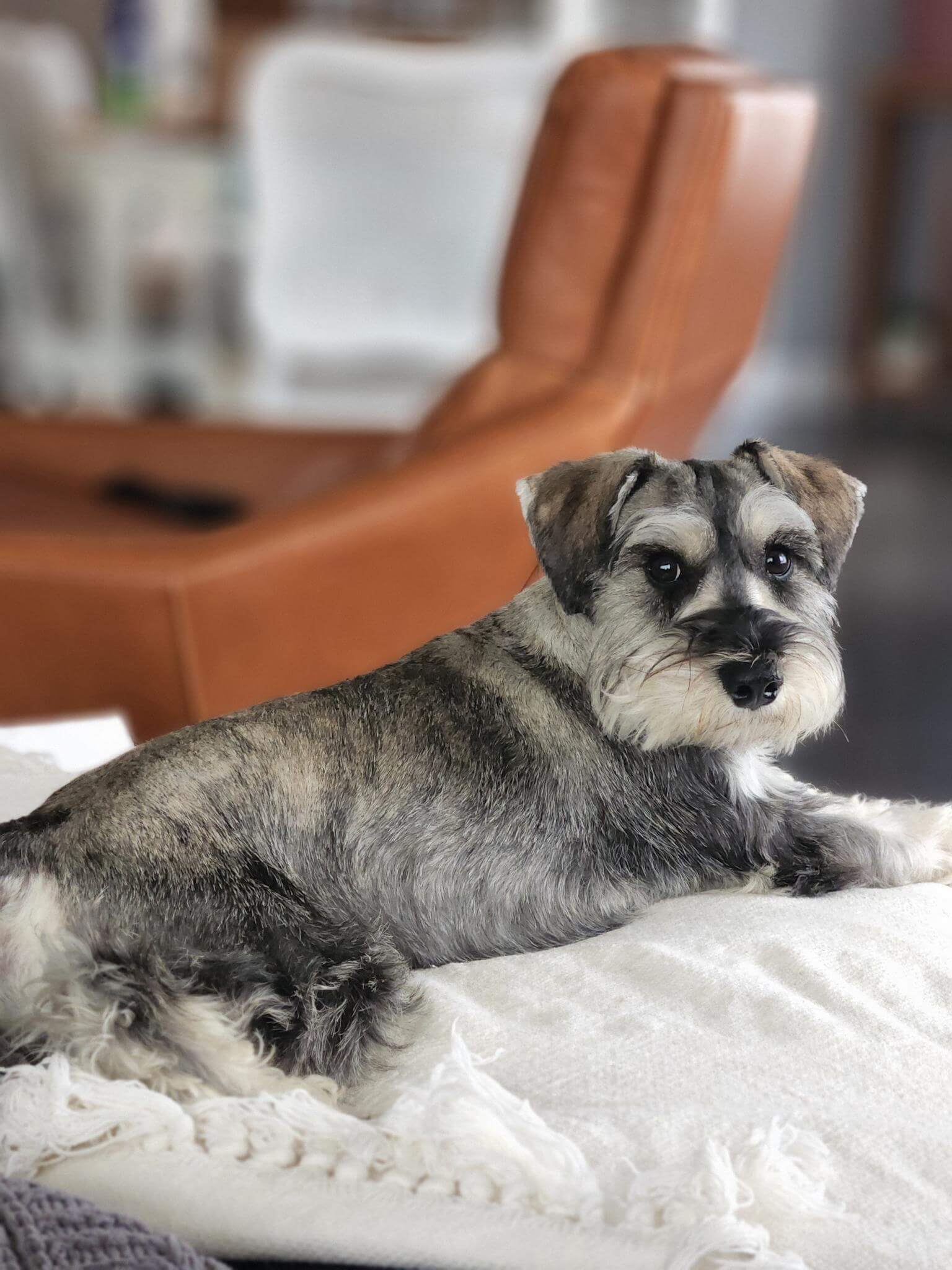 fernweh schnauzers