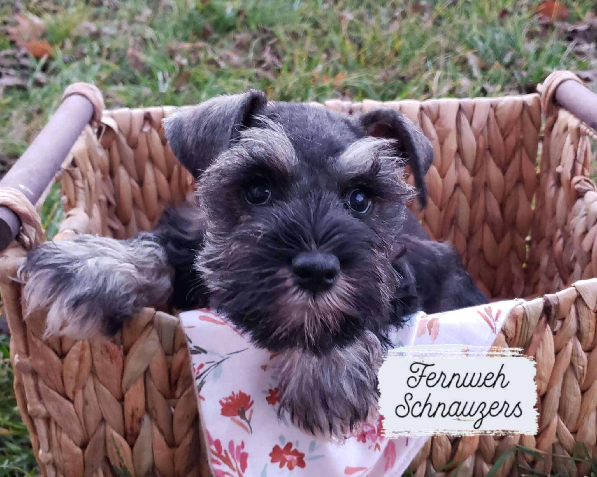 Why Mini Schnauzers are the best Hypoallergenic Breed (2023)