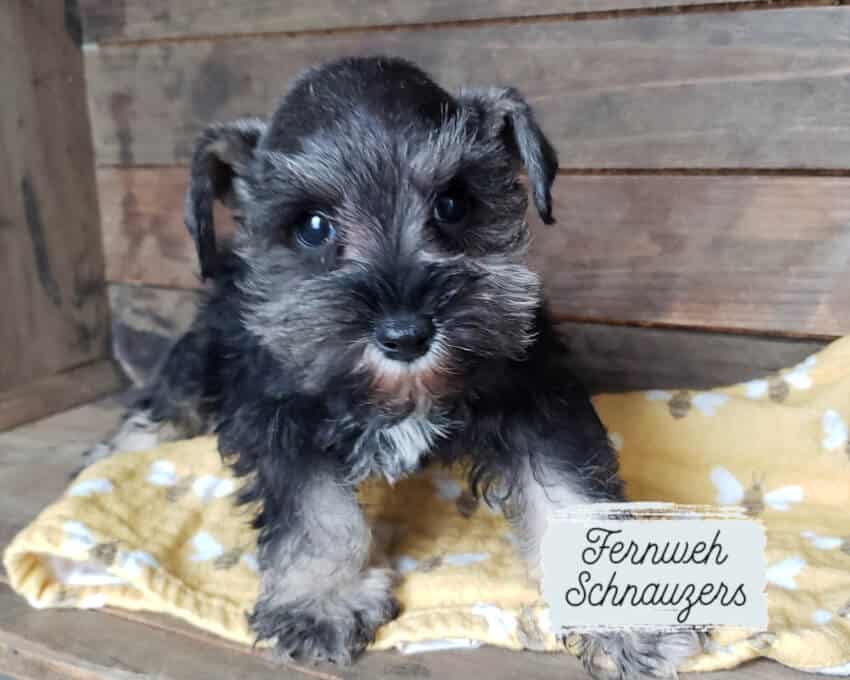 Miniature Schnauzer Puppies for Sale - AKC | Fernweh Schnauzers