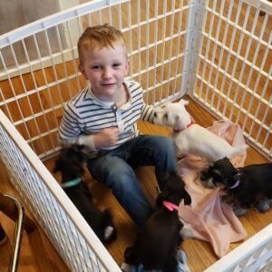 schnauzer puppy for sale