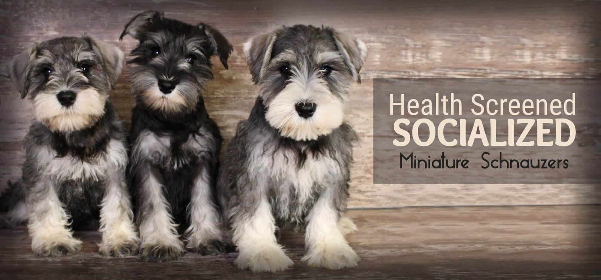 are schnauzers easy to house train