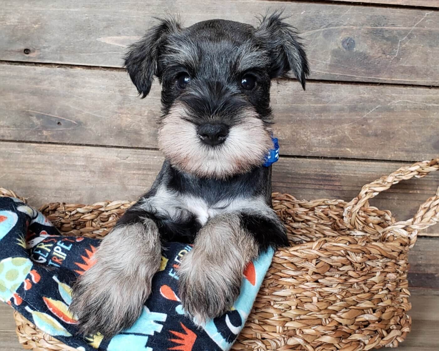 Chicago Miniature Schnauzer Puppies for Sale (2023)