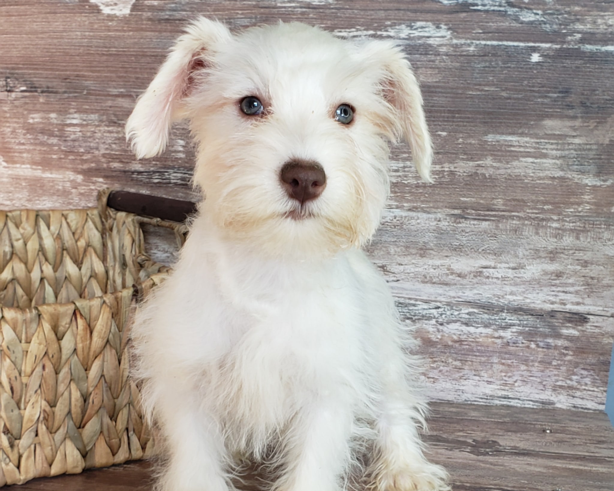 Miniature Schnauzer Puppies by Top Mini Schnauzer Breeder