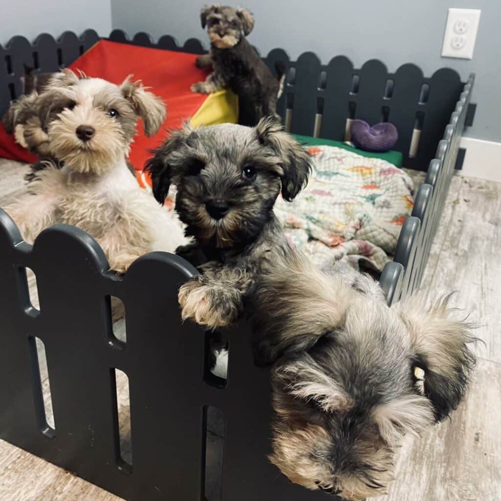 potty train miniature schnauzer