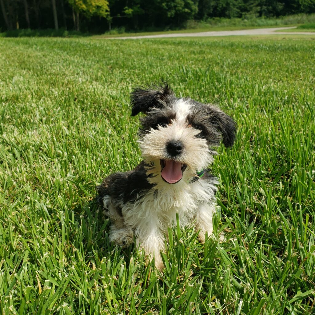 Crate for your Schnauzer