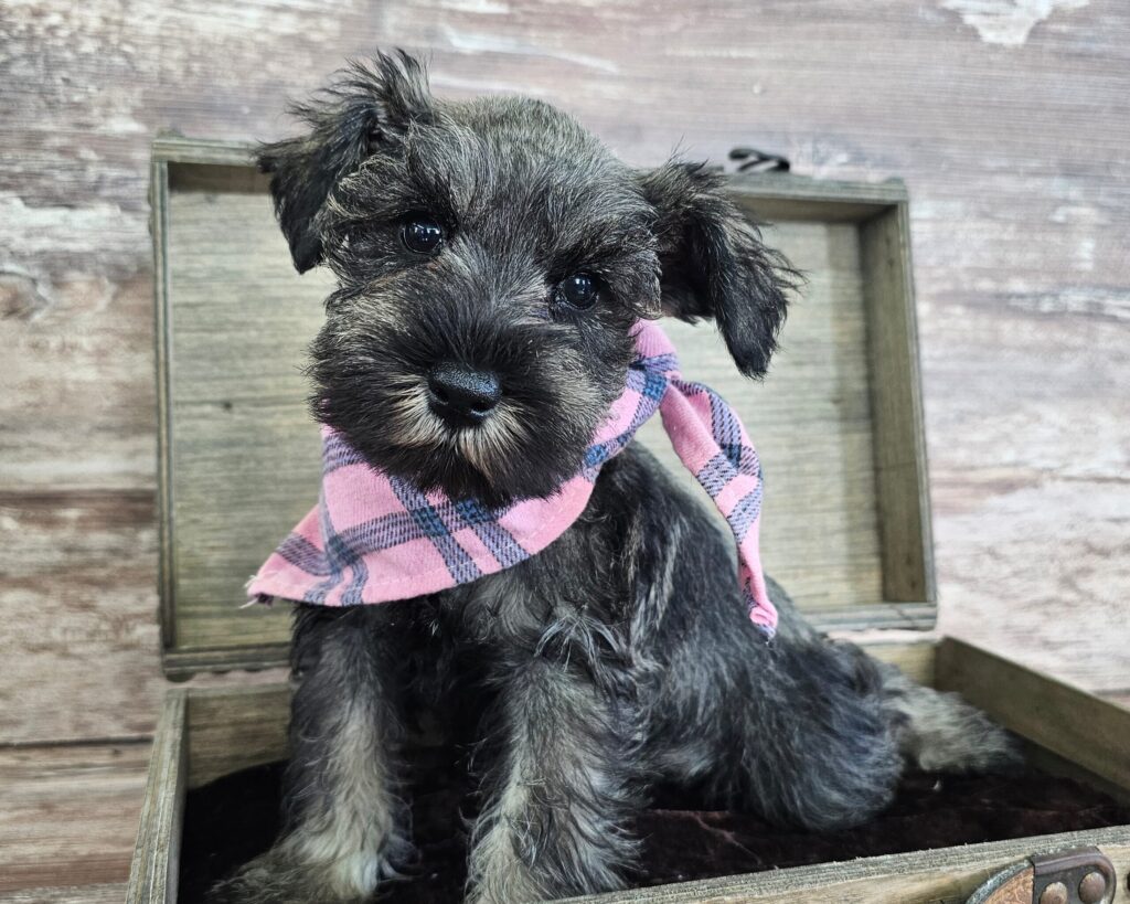 Miniature Schnauzer Colors Salt & Pepper