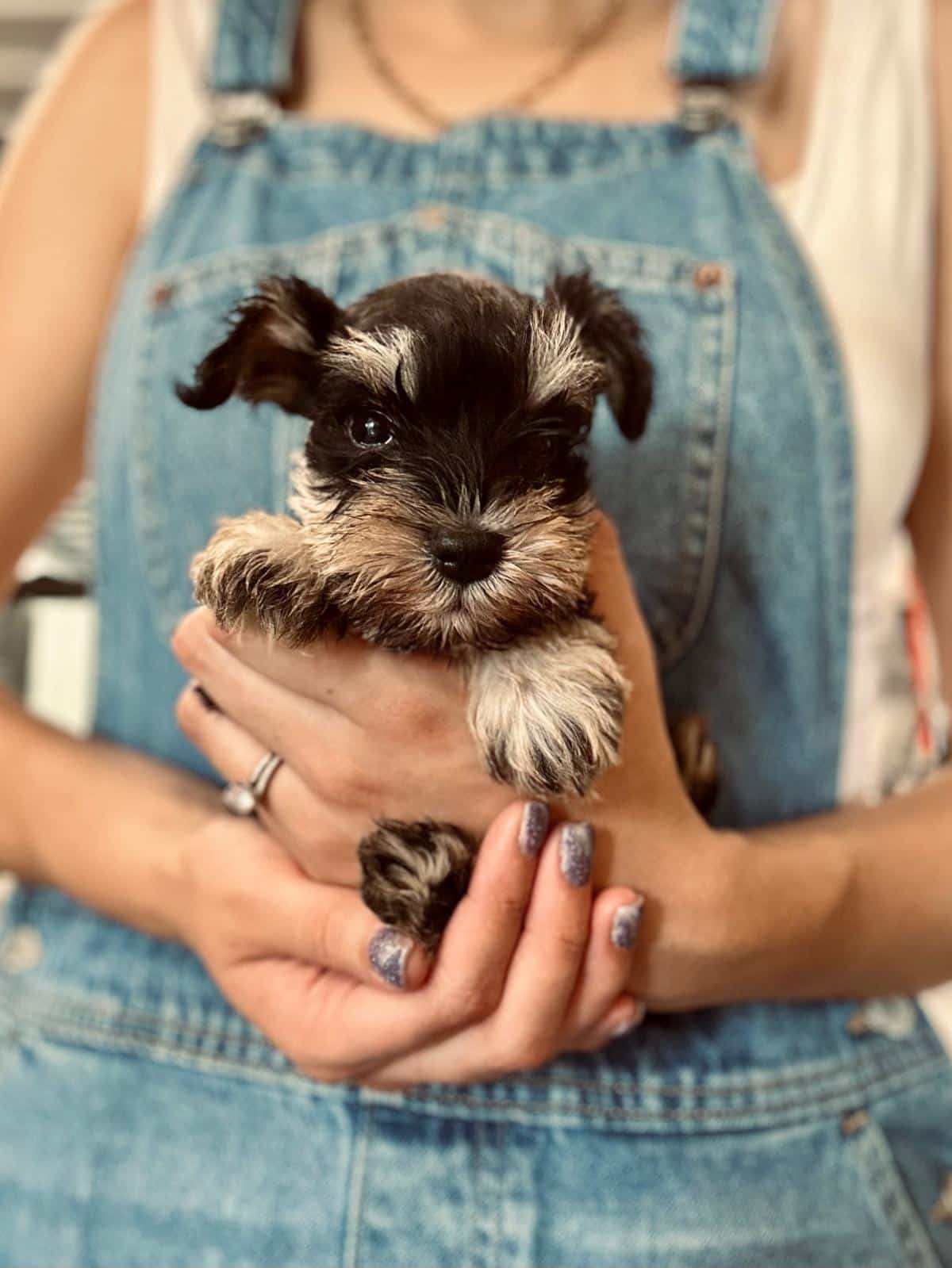 Indiana Miniature Schnauzer Breeder