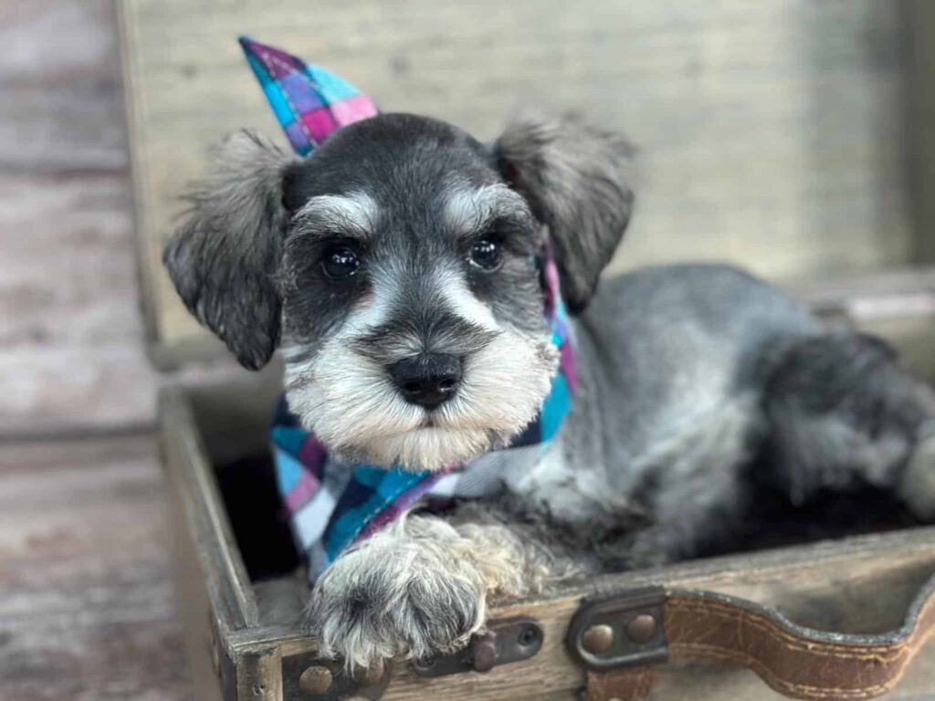 Salt and Pepper Miniature Schnauzer Puppies for Sale