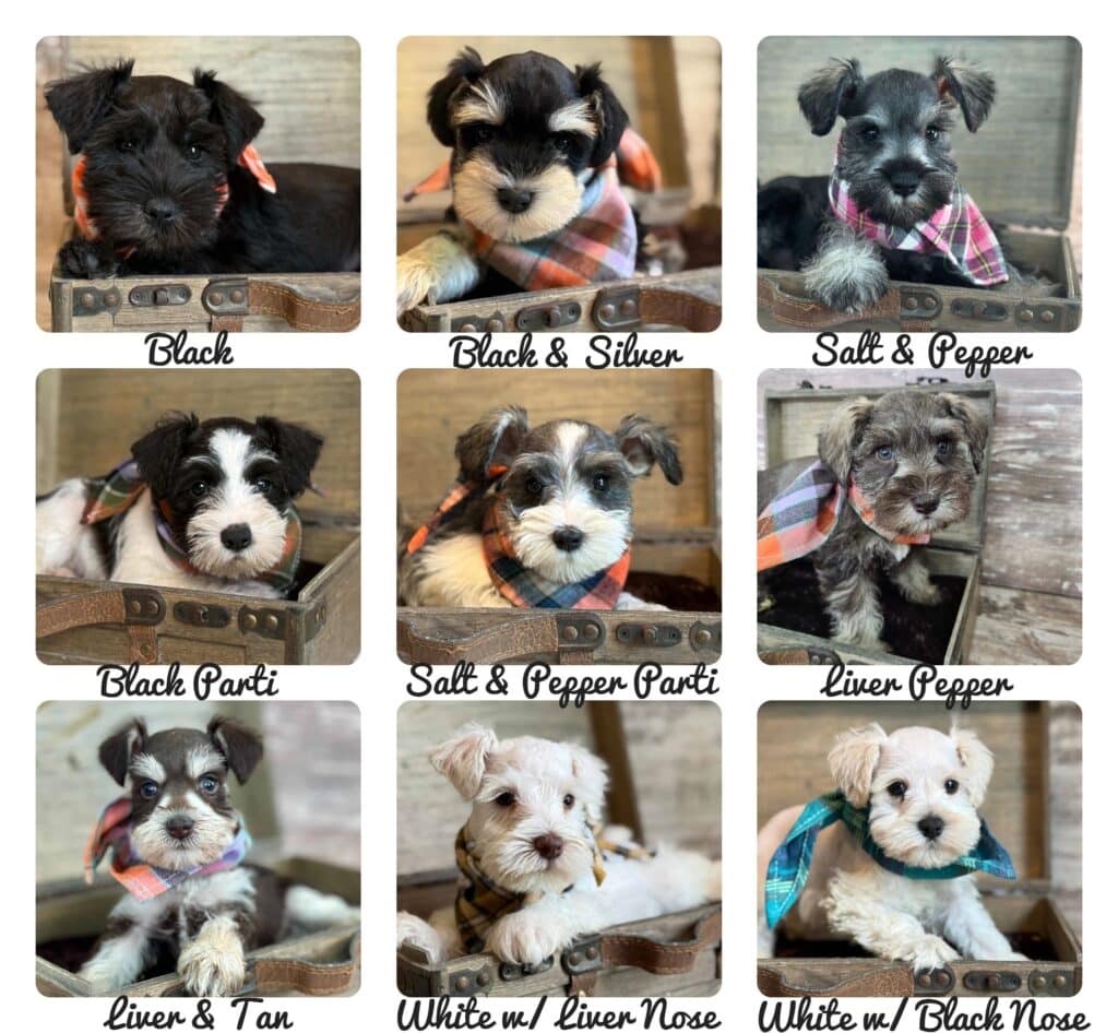 Miniature Schnauzer Puppies for sale Coat Colors